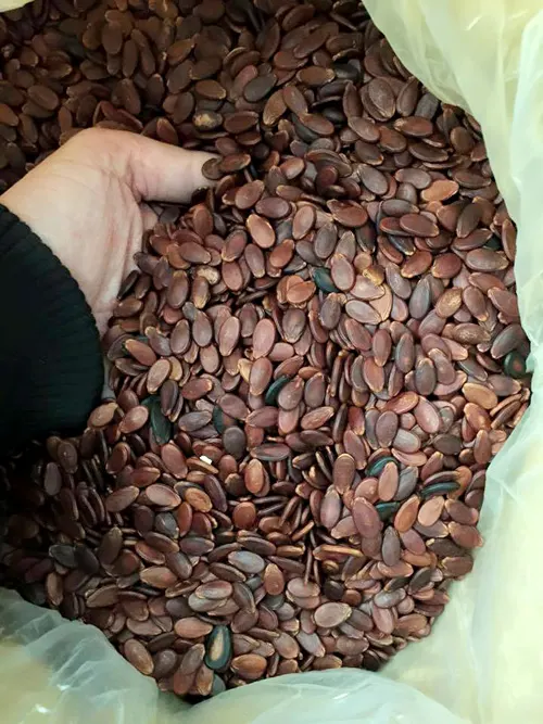 Hạt dưa kém chất lượng