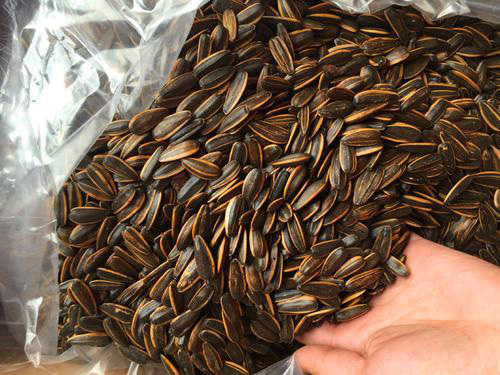 Hạt hướng dương trôi nổi (không rõ nguồn gốc)